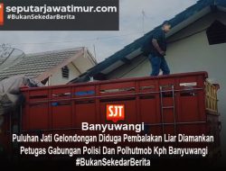 Puluhan Jati Gelondongan Diduga Pembalakan Liar Diamankan Petugas Gabungan Polisi Dan Polhutmob Kph Banyuwangi