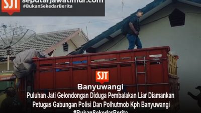 Puluhan Jati Gelondongan Diduga Pembalakan Liar Diamankan Petugas Gabungan Polisi Dan Polhutmob Kph Banyuwangi