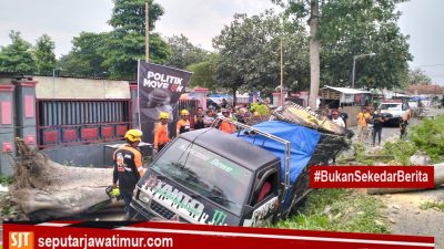 Sebuah Mobil Tertimpa Pohon Tumbang