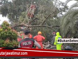 Sebuah Pohon Besar Tumbang Di Terjang Angin Kencang Di Kota Blitar.