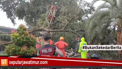 Sebuah Pohon Besar Tumbang Di Terjang Angin Kencang Di Kota Blitar.