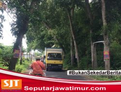 Pohon Peneduh Jalan Kabupaten Lumajang Resahkan Pengguna Jalan