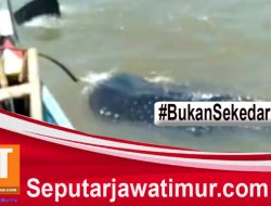Belasan Hiu Tutul Muncul Di Perairan Pasuruan