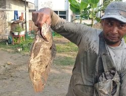 Sensasi Berburu Ikan Saat Flushing Bendungan