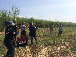 Tanaman Tebu Siap Panen Di Tebang Orang Orang Tak Di Kenal