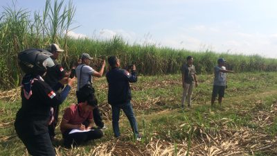 Tanaman Tebu Siap Panen Di Tebang Orang Orang Tak Di Kenal