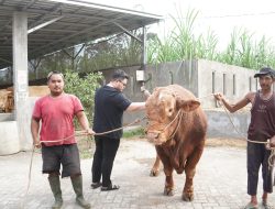 Mas Dhito Bareng Mbak Cicha Beli Empat Ekor SapMas Dhito Bareng Mbak Cicha Beli Empat Ekor Sapi Jumbo untuk Kurban