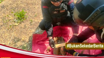Tukang Bangunan Temukan 4 Buah Mortir dan Ranjau, Tim Jibom Brimob Polda Jatim Langsung Musnahkan.