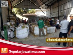 Harga Tembakau Mahal, Petani Di Untungkan Dengan Persaingan Tengkulak Dari Luar Daerah