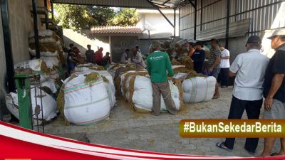 Harga Tembakau Mahal, Petani Di Untungkan Dengan Persaingan Tengkulak Dari Luar Daerah