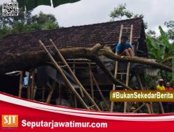 Hujan Deras, Sebuah Rumah Di Banyuwangi  Hancur Tertimpa Pohon Kanitu