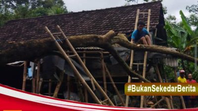 Hujan Deras, Sebuah Rumah Di Banyuwangi  Hancur Tertimpa Pohon Kanitu