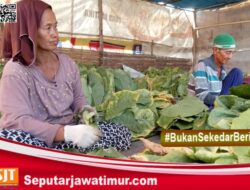 Harga Tembakau Tembus 70 Ribu. Rekanan Gudang Lokal  Ciut ??