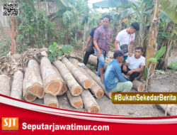 Polsek Purwoharjo Ungkap Kasus Ilegal Logging, Dua Pelaku diamankan