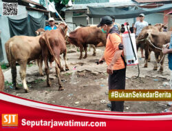 Cegah Penyebaran PMK, Dinas Aktif Semprot Disinfektan #