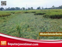 Puluhan  Hektar Tanaman Padi Siap Panen Roboh Di Terjang Derasnya Air Hujan
