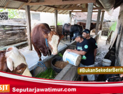 Peternak Blitar Bangga, Sapinya Dipilih Jadi Kurban Presiden
