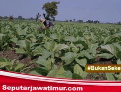 Petani Tembakau Probolinggo Resah, Gudang Garam Belum Pastikan Pembelian di Musim Panen 2025