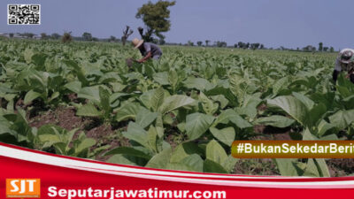 Petani Tembakau Probolinggo Resah, Gudang Garam Belum Pastikan Pembelian di Musim Panen 2025
