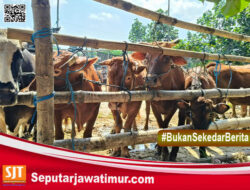Hewan Kurban Diawasi Ketat, Dinas Blitar Temukan Penyakit Menjelang Idul Adha