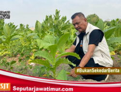 HKTI: Mutu Tembakau Turun. Harga Ikut Merosot