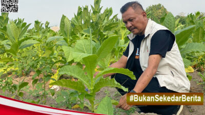 HKTI: Mutu Tembakau Turun. Harga Ikut Merosot