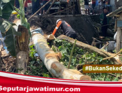 Hujan Deras Disertai Angin Kencang, BPBD Blitar Sigap Atasi Pohon Tumbang