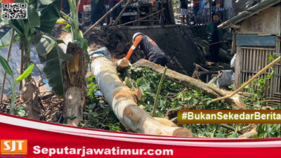 Hujan Deras Disertai Angin Kencang, BPBD Blitar Sigap Atasi Pohon Tumbang