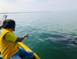 Musim Migrasi Tiba, Hiu Tutul Menyapa Pengunjung di Pantai Bentar
