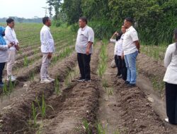 Rutin Tinjau Lapangan, Juni Yanto Pastikan Program TanamanTebu  Berjalan Dengan Baik