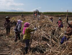 Inilah Kartini Tangguh Para Pekerja Perempuan di KSO Kebun Dhoho Kediri