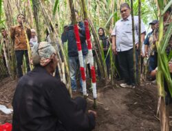 Nguri Nguri Budaya Pethik Tebu, KSO Kebun Dhoho Kediri Bersiap Penuhi Kebutuhan Gula Nasional