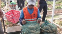 Panen Ratusan Kilogram Ubi Cilembu, Bukti Keberhasilan Pembinaan Warga Binaan Lapas Kediri
