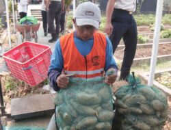 Panen Ratusan Kilogram Ubi Cilembu, Bukti Keberhasilan Pembinaan Warga Binaan Lapas Kediri