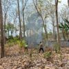 Polres Blitar ,Polsek Lodoyo Timur Sigap Padamkan Kebakaran Hutan di Lingkungan Papringan Jegu